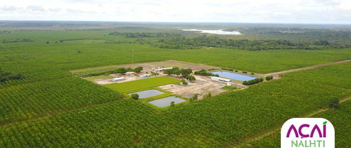 Plantamos, cultivamos, colhemos e transformamos em polpa