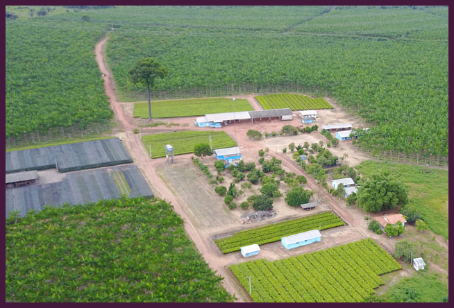 Plantamos, cultivamos,